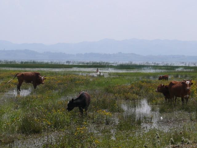 Caohai Lake